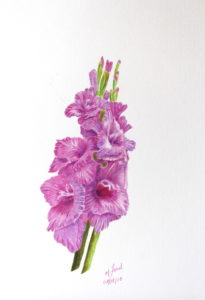 Gladiola