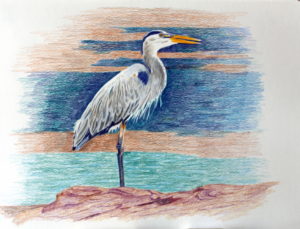Great Blue Heron
