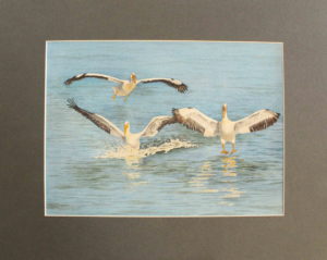 Pelicans, Landing