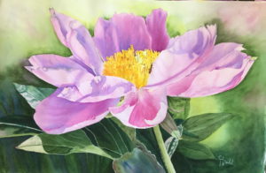Peony-Light Play