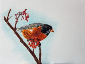 Robin