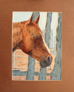 Warm Blood Horse, Gemini