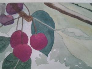 cherries