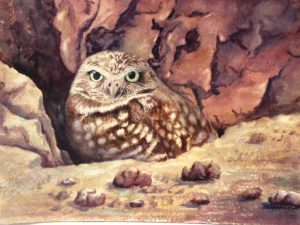 Eileen Schuler_Burrowing Owl